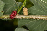 Red mulberry